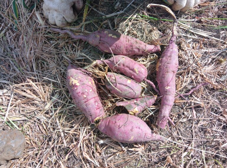 いもほりしたよ